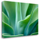 "Agave 5" By Jonathan Nourok, Giclee Print on Gallery Wrap Canvas, Ready to Hang