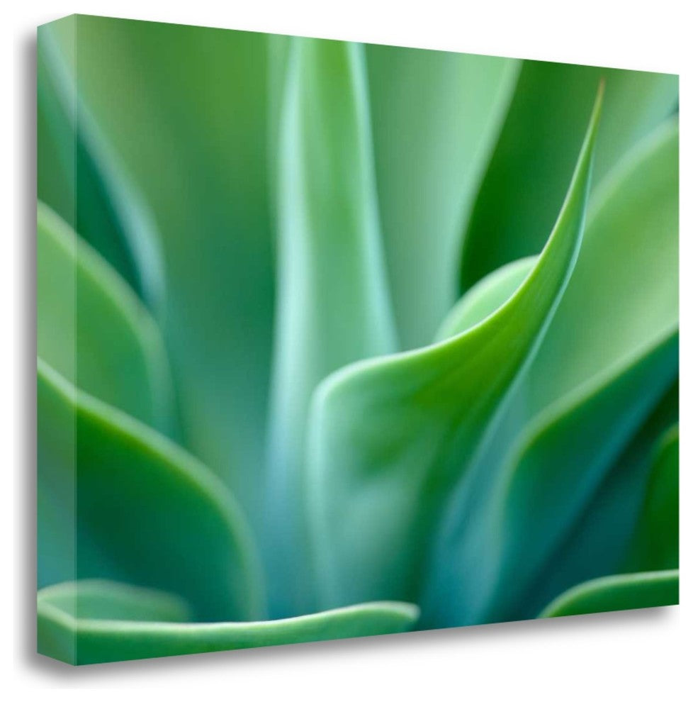 "Agave 5" By Jonathan Nourok, Giclee Print on Gallery Wrap Canvas, Ready to Hang