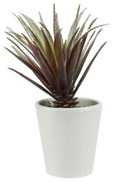 7.25" Aloe Succulent Plant in a Round White Pot