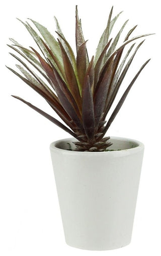7.25" Aloe Succulent Plant in a Round White Pot