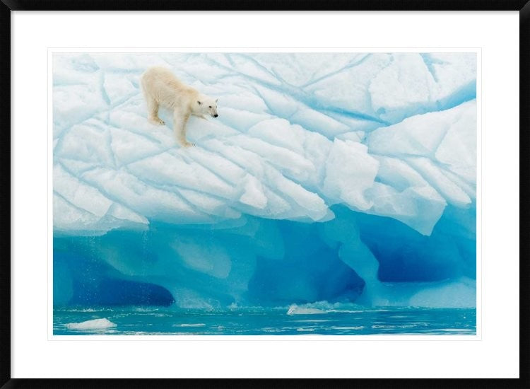 "Polar Bear" Framed Digital Print by Joan Gil Raga, 38"x28"