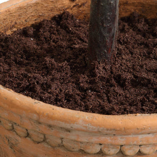 Close-up of the base/soil area with white background; cropped view.