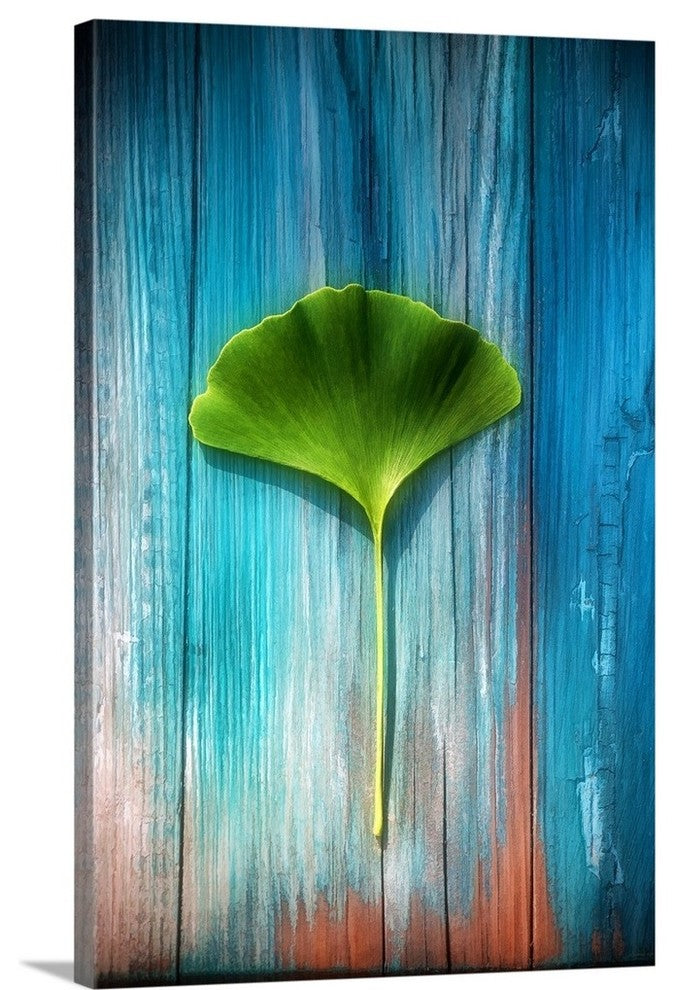 "A Ginkgo leaf" Wrapped Canvas Art Print, 16"x24"x1.5"