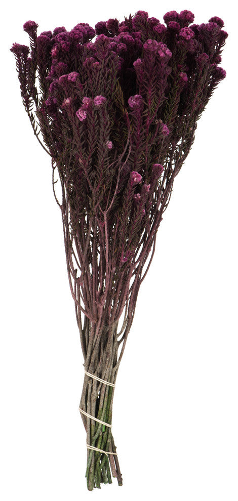 Vickerman Cotton Phylica Flower Bundle, Preserved 8oz, Purple Orchid