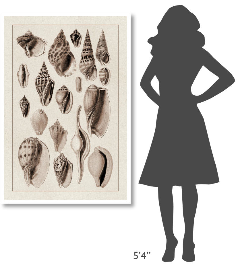 "Shells: Trachelipoda #6 (Sepia)" Digital Paper Print by G.B. Sowerby, 34"x50"