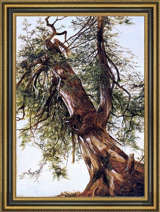 David Johnson Study of a Cedar  Framed Premium Canvas Print, 18"x27"