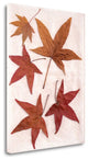 "Floral - 24" By Alan Blaustein, Giclee Print on Gallery Wrap Canvas