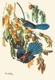 Scrub Jay - Fine Art Giclee Print 24" x 36"