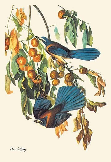 Scrub Jay - Fine Art Giclee Print 24" x 36"