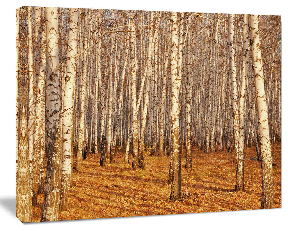 Dense Birch Forest in the Fall, Forest Canvas Art Print, 20"x12"