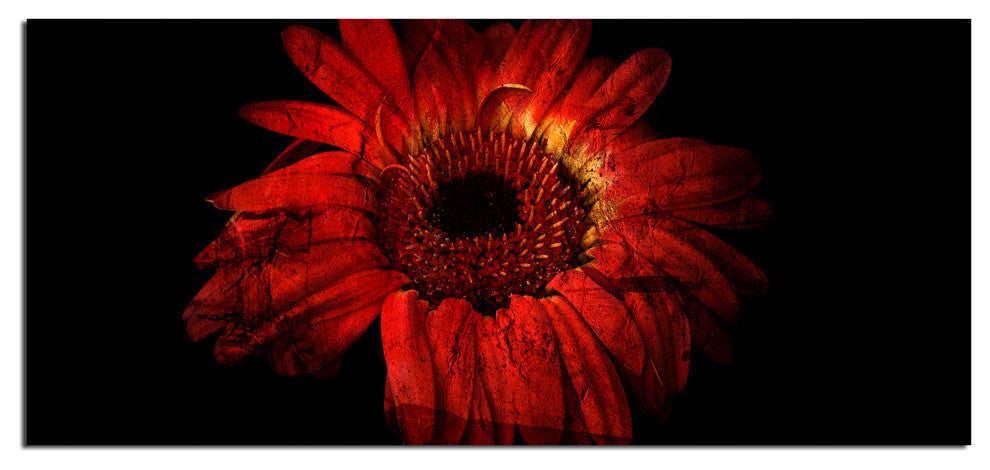 Daisy in Red Canvas Wall Art