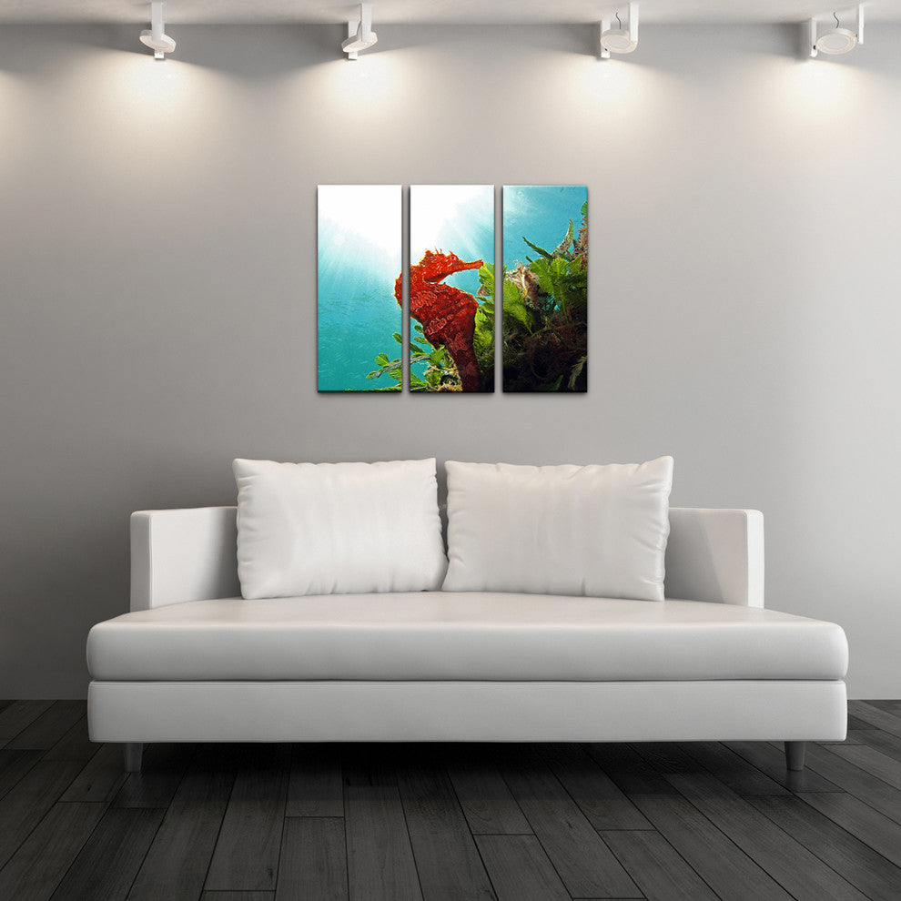 Ready2hangart Christopher Doherty Photography 'Seahorse' 3-PC Acrylic Art Set