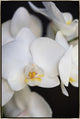 24x36 Orchidaceae Series Naples Yellow IV, Framed Artwork, Silver