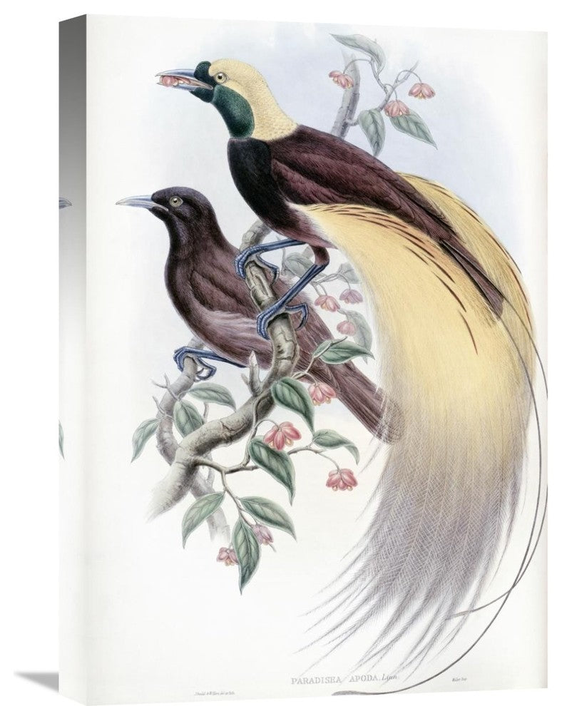 "Greater Bird of Paradise" Artwork, 15"x22"