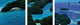 "Aerial View of Rock Islands Palau" Canvas Art, 36"x12"x1.25"