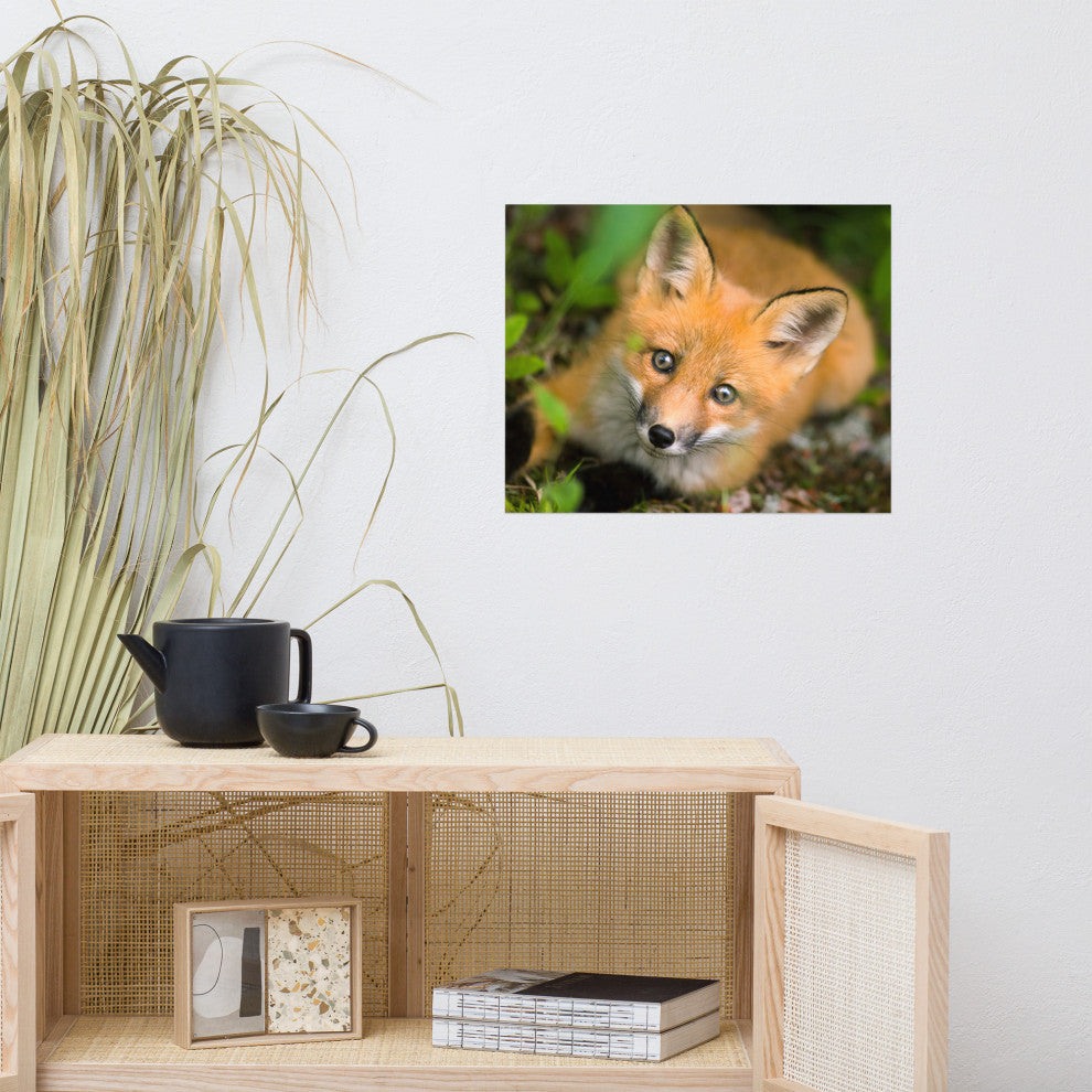 Young Red Fox Face Animal Wildlife Nature Photograph Loose Wall Art Print, 16" X 20"
