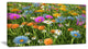 Different Color Flowers in Field, Floral Canvas Art Print, 32"x16"