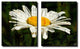 Painted Petals XCIX Wrapped Canvas, 2-Piece Set