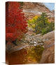 "Maple And Cottonwood Autumn Foliage, Zion National Park, Utah" Artwork