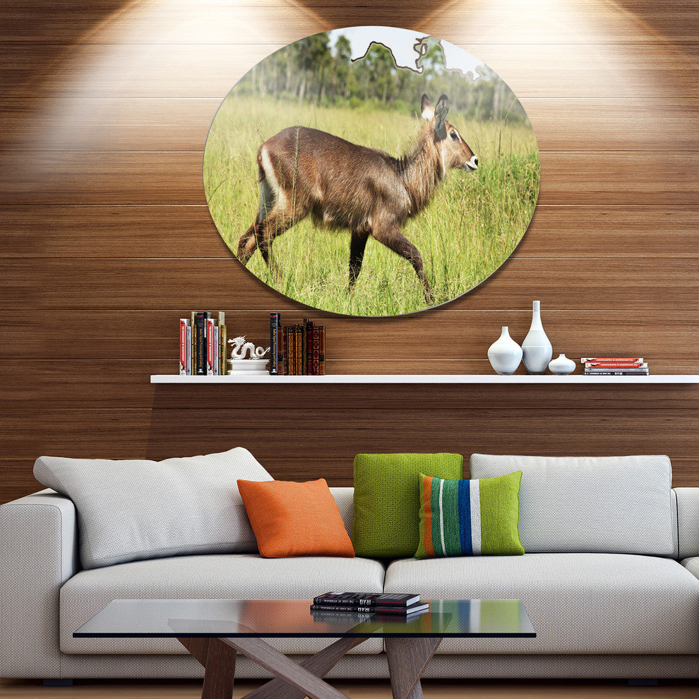 Waterbuck Antelope In Green Grass, African Disc Metal Wall Art, 36"