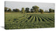 Wisconsin Soybean Field Rows, Landscape Canvas Art Print, 32"x16"