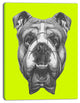 English Bulldog with Bow Tie, Contemporary Animal Art Canvas, 30"x40"
