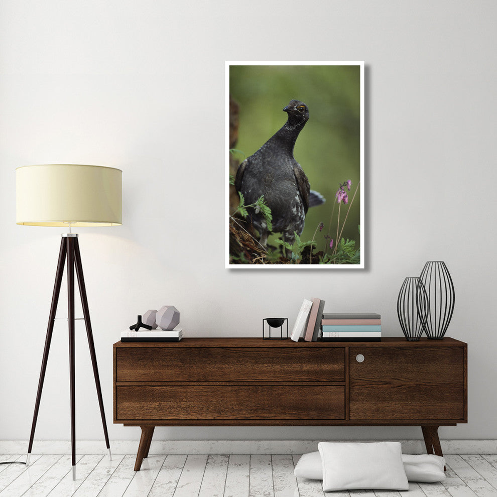 "Blue Grouse, North America" Digital Paper Print by Tim Fitzharris, 34"x50"