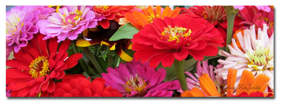 ''Zinnia Frieze'' Canvas Art by Kathie McCurdy