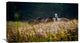 "Our Garden" Stretched Canvas Giclee by Milan Malovrh, 30x17"