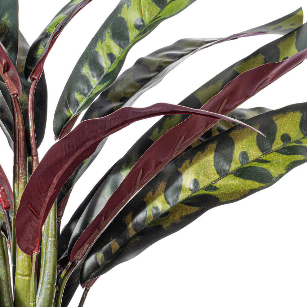 Vickerman 19" Rattlesnake Calathea Lancifolia, White Ceramic Pot.