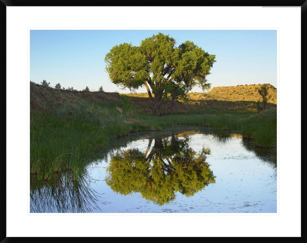 Tree Reflecting In Creek Near Black Mesa State Park, Oklahoma, 38"x30"