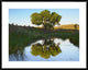 Tree Reflecting In Creek Near Black Mesa State Park, Oklahoma, 38"x30"