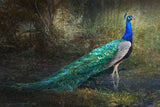"Jungle Stream Peacock" Print on Canvas by Chris Vest