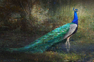 "Jungle Stream Peacock" Print on Canvas by Chris Vest