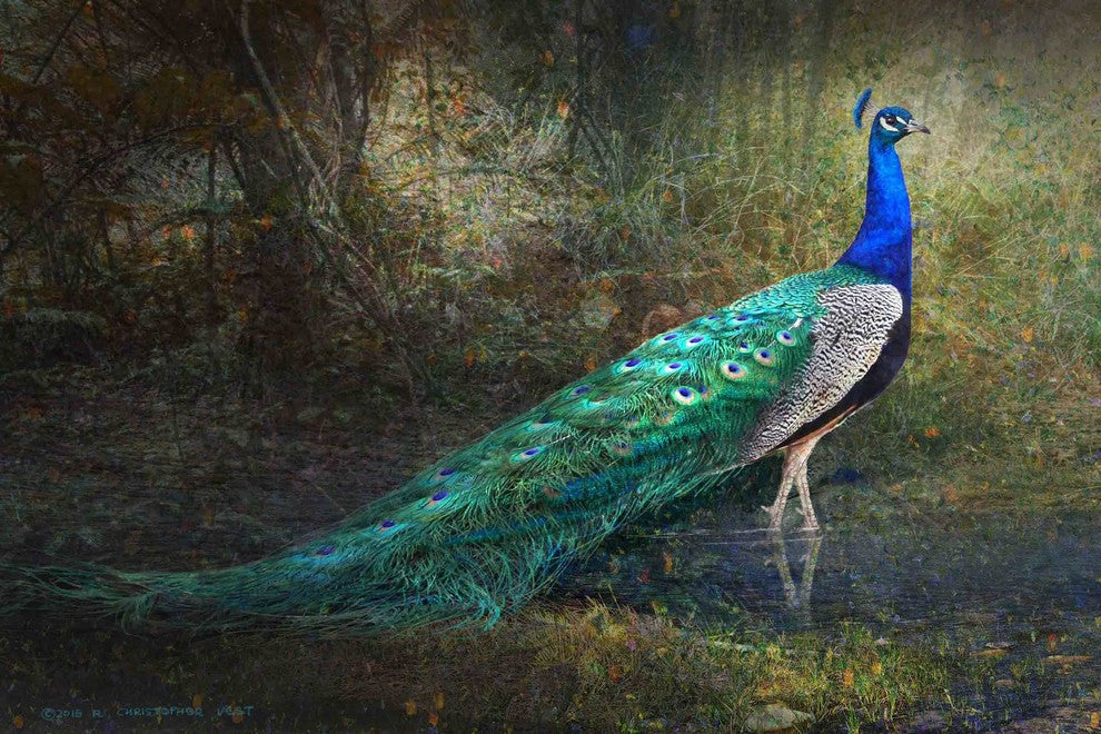 "Jungle Stream Peacock" Print on Canvas by Chris Vest