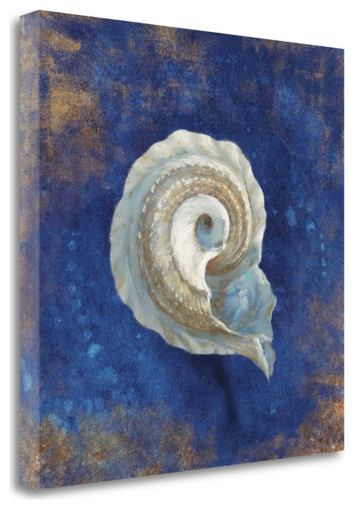 30" Rustic Deep Blue and Gold Conch Giclee Wrap Canvas Wall Art