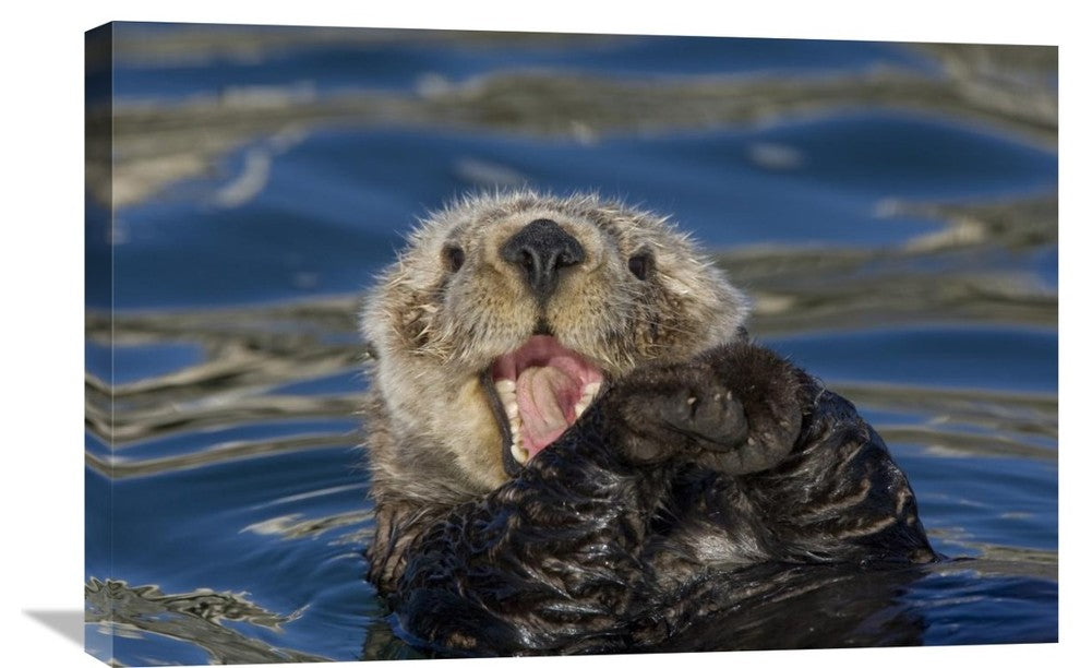 "Sea Otter Yawning, Monterey Bay, California" Artwork, 30" x 20"