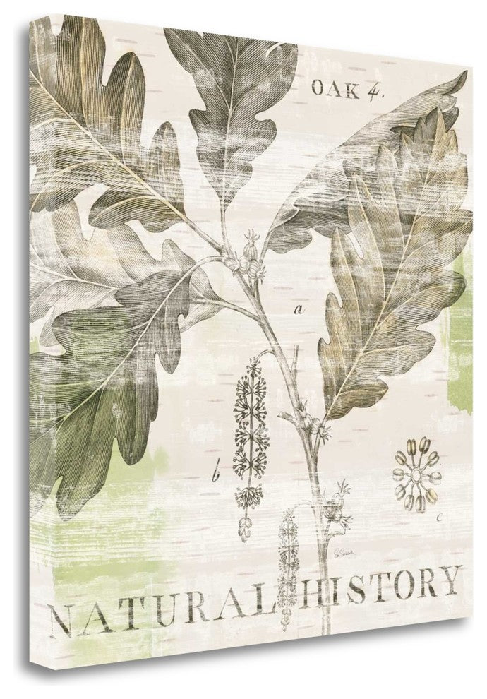 "Natural History Oak IV" By Sue Schlabach, Giclee Print on Gallery Wrap Canvas