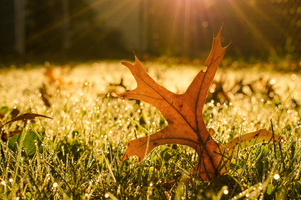 Fall Leaf in Morning Sun - Autumn Nature Photograph Unframed Wall Art Print, 12" X 18"