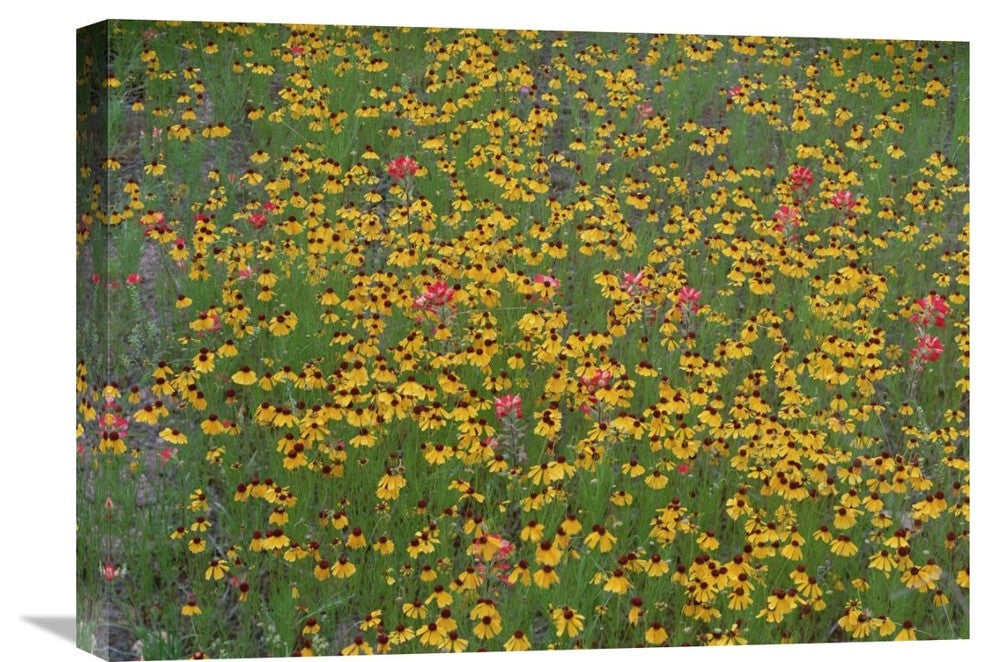 "Paintbrush And Coreopsis Meadow, Hill Country, Texas" Artwork, 24" x 18"