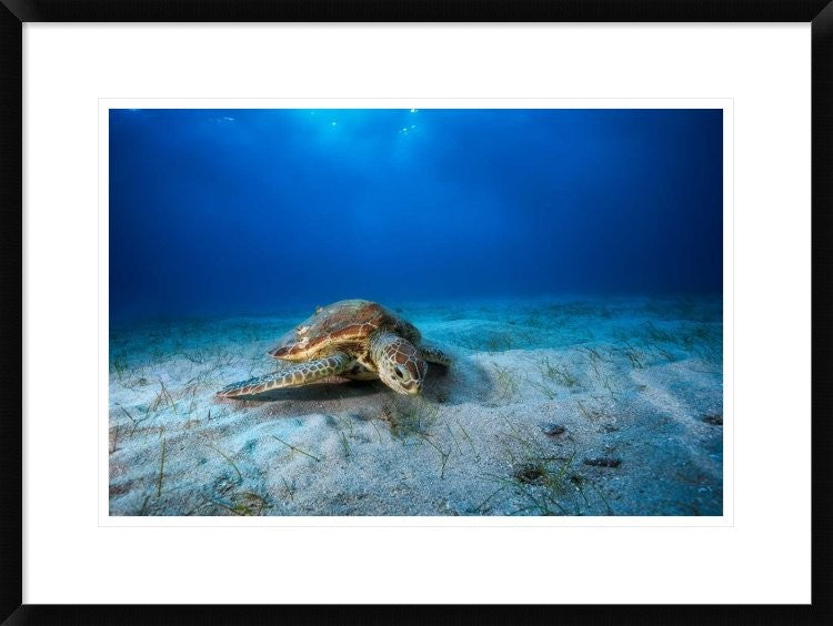 "Green Turtle In The Blue" Framed Digital Print by Barathieu Gabriel, 30x22"