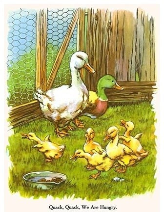 Quack Quack, We are Hungry - Gallery Wrapped Canvas Art 28" x 42"