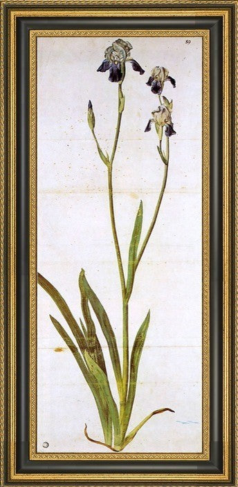 Albrecht Durer Iris Framed Premium Canvas Print, 14"x28"