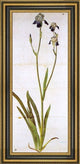 Albrecht Durer Iris Framed Premium Canvas Print, 14"x28"