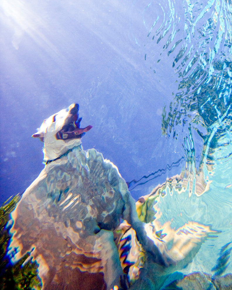 Underwater Photographaph "Fat Dog", 16x20