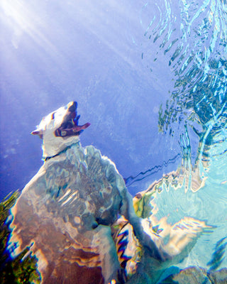 Underwater Photographaph "Fat Dog", 16x20