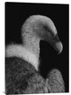 "Majestic" Stretched Canvas Giclee by Jimmy Hoffman, 24x36"