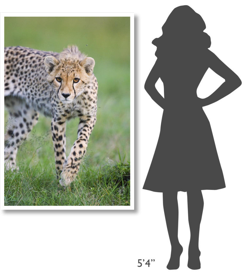 "Cheetah 6 month old cub, Masai Mara National Reserve, Kenya" Paper Art, 34"x50"
