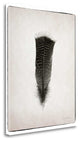 "Feather III Bw" By Debra Van Swearingen, Giclee Print on Gallery Wrap Canvas