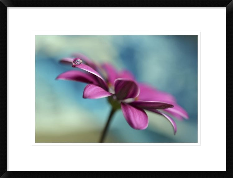 "Pattern Drop" Framed Digital Print by Heidi Westum, 26"x20"